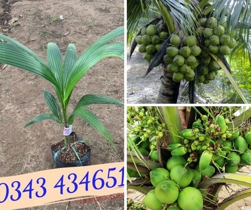 Giống cây dừa dứa- Tiên Graden