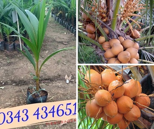 Giống cây dừa mã lai- Tiên Graden
