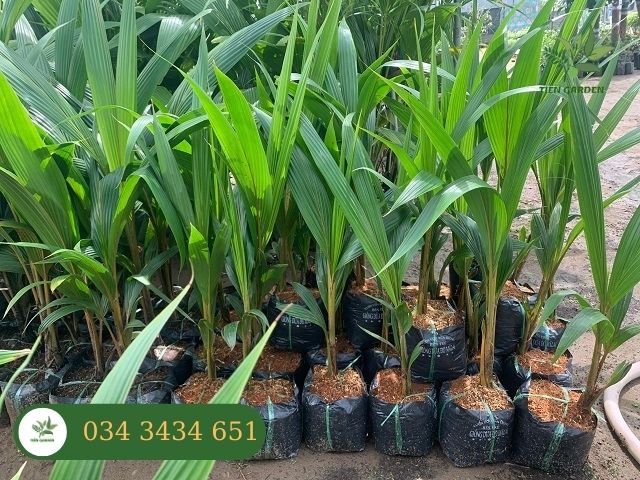 Giống cây dừa mã lai chất lượng cao- Tiên Garden