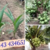 Giống cây dừa xiêm xanh- Tiên Graden