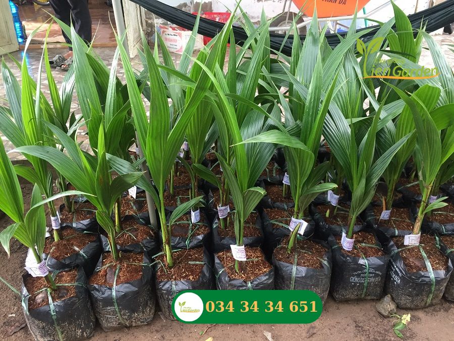 Hình ảnh cây dừa dứa tại Tiên Garden