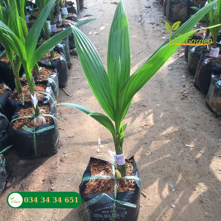 Giống cây dừa dứa chất lượng cao- Cây giống Tiên Garden