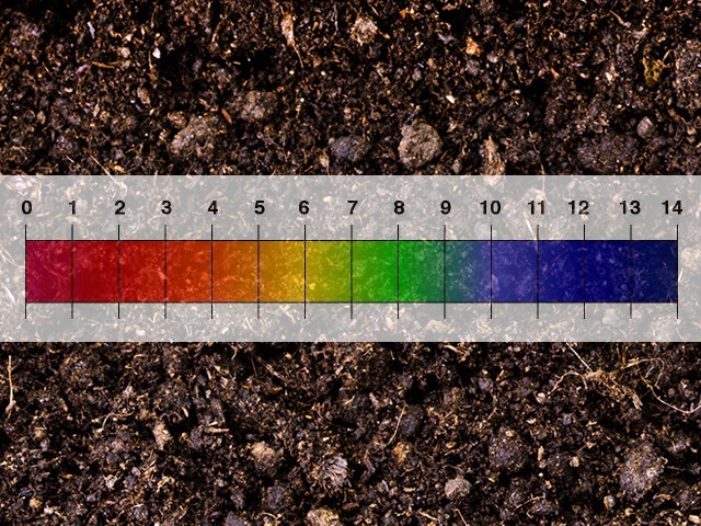 Tham khảo cách điều chỉnh độ pH của đất trồng