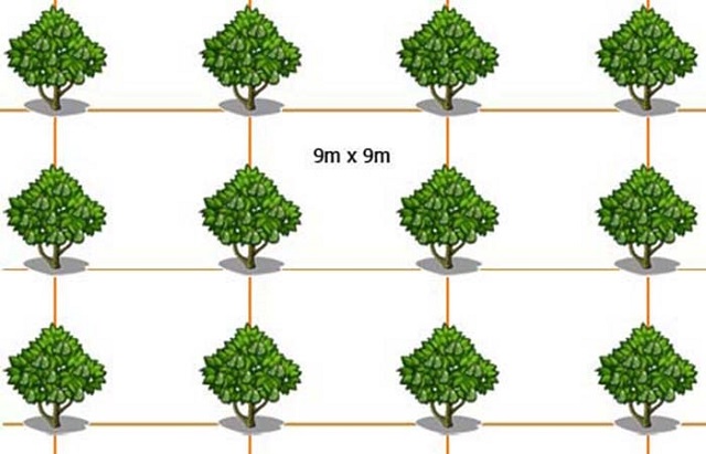 Cách tính số lượng cây trồng khi biết mật độ và diện tích