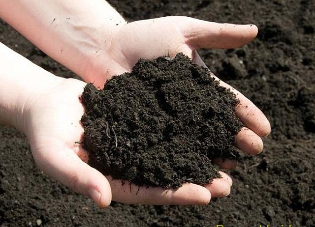 Vai trò của độ ẩm đất đối với sự phát triển cây trồng
