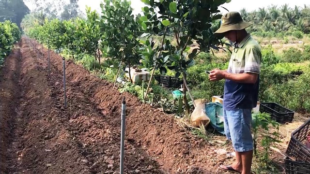 Anh Trần Văn Út dùng điện thoại thông minh kết nối Internet điều khiển hệ thống tưới nước cho vườn mít Thái