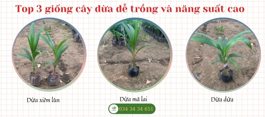 Top 3 giống cây dừa dễ trồng được ưa chuộng và năng suất cao hiện nay