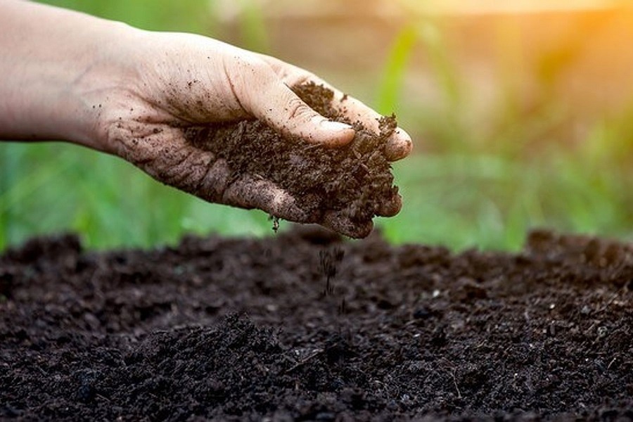 Đất mùn là loại đất lý tưởng nhất vì hầu hết mọi loại cây trồng sẽ phát triển tốt trên loại đất này