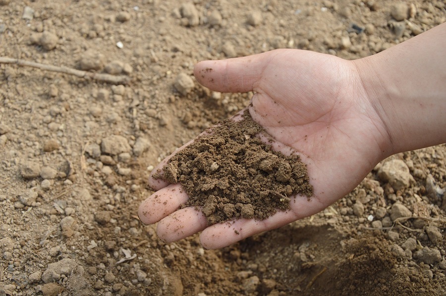 Tìm hiểu những giống cây ăn quả phù hợp đất cát