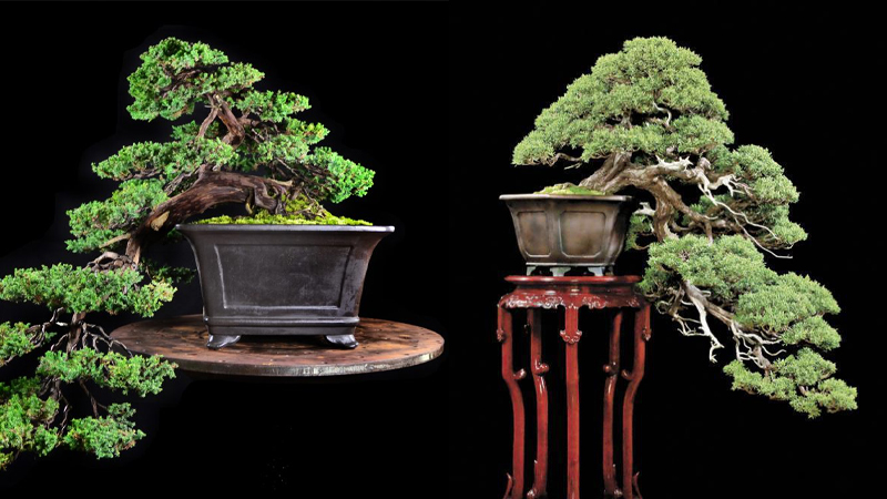 Tổng hợp những mẫu cây bonsai Tết đẹp nhất 2022