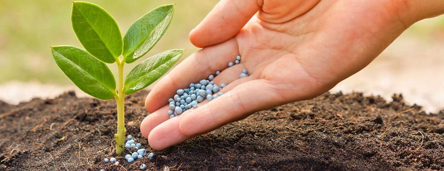 Bón phân lót và lấp hố là một trong những bước tiến hành đảm bảo thuận lợi cho đất trồng