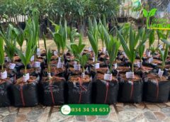 Cây Dừa Xiêm – Cây ăn quả cho bóng mát nên trồng