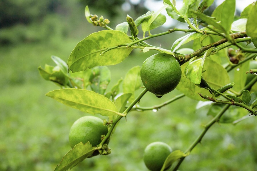 Cách chăm sóc và bảo vệ vườn cây ăn quả trong mùa mưa bão