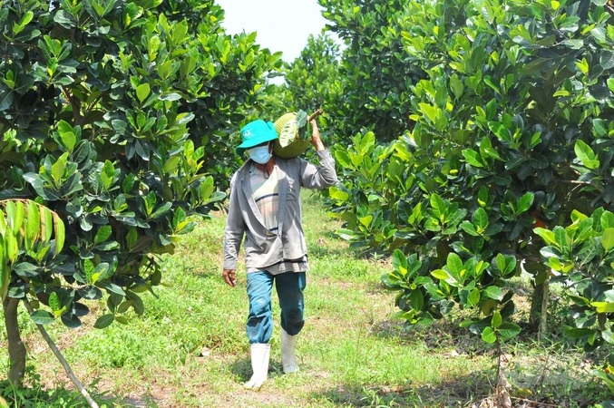 Có mã số vùng trồng giúp nông dân chuẩn hóa sản xuất trái cây xuất khẩu