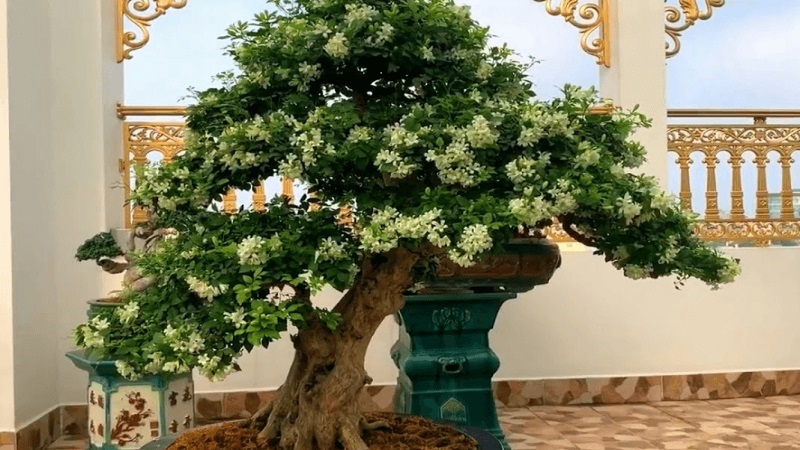 Cây Hoa Nguyệt Quế Bonsai + Chậu composite Anber TITAN (Màu đá Wood Ri –  Anber Garden (Since 2015)
