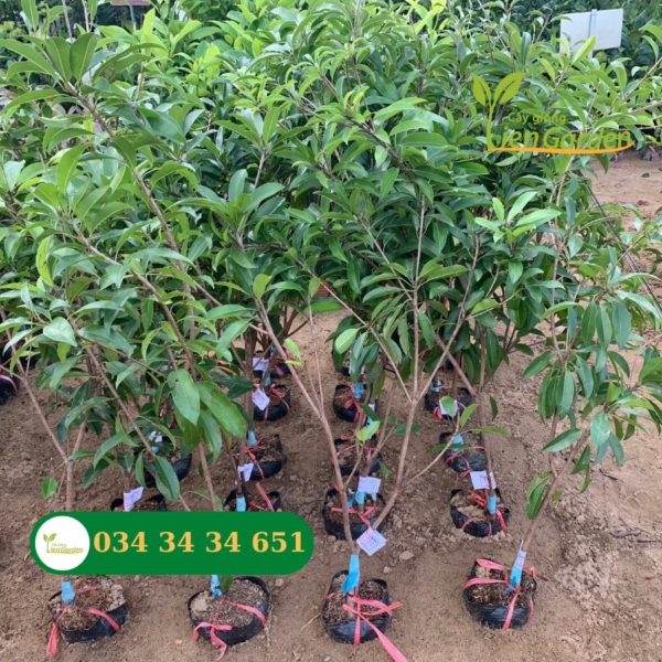 Hình ảnh cây sapoche(hồng xiêm) cần thơ tại cây giống TienGarden